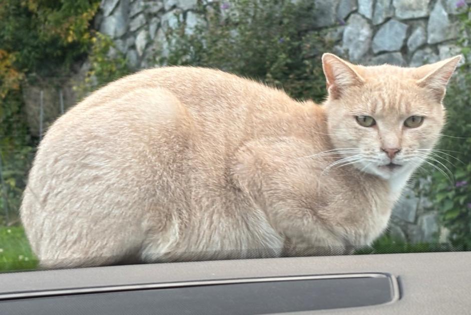 Avviso scomparsa Gatto Maschio , 4 anni Vouvry Svizzera