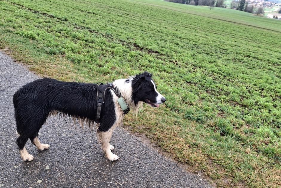 Avviso Ritrovamento Cane  Non conosciuta Grandevent Svizzera