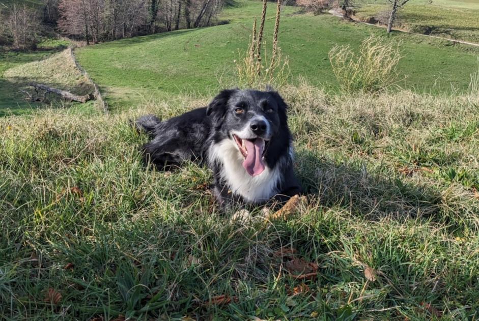 Avviso scomparsa Cane  Maschio , 5 anni Glun Francia