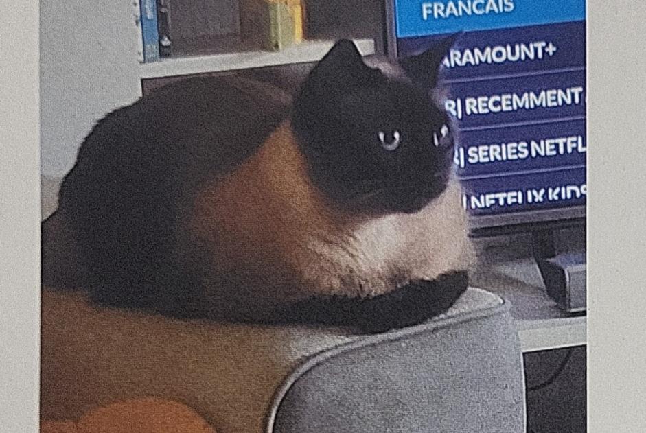 Avviso scomparsa Gatto  Maschio , 4 anni Drancy Francia