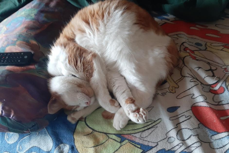 Avviso scomparsa Gatto Maschio , 9 anni Villars-sur-Glâne Svizzera