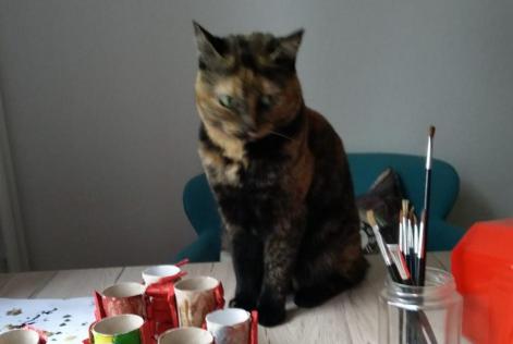Avviso scomparsa Gatto  Femmina , 3 anni Neuchâtel Svizzera