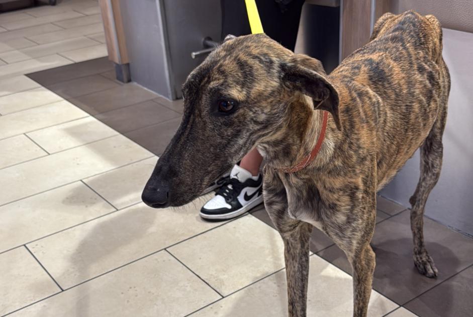 Avviso Ritrovamento Cane  Femmina , 1 anno Madrid Spagna