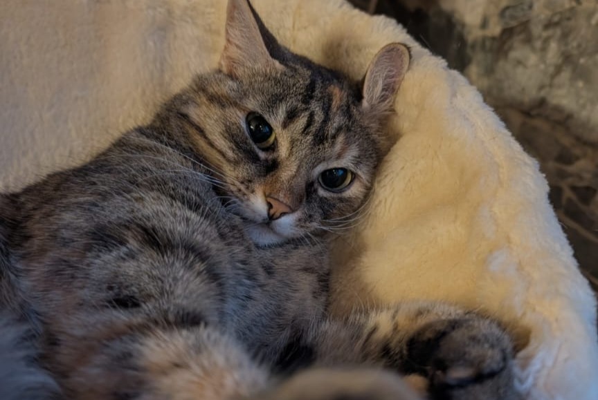 Avviso scomparsa Gatto Femmina , 8 anni Collonges Svizzera