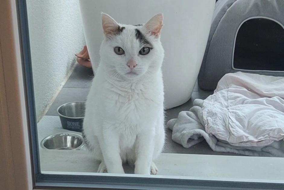 Avviso Ritrovamento Gatto  Femmina Cortaillod Svizzera
