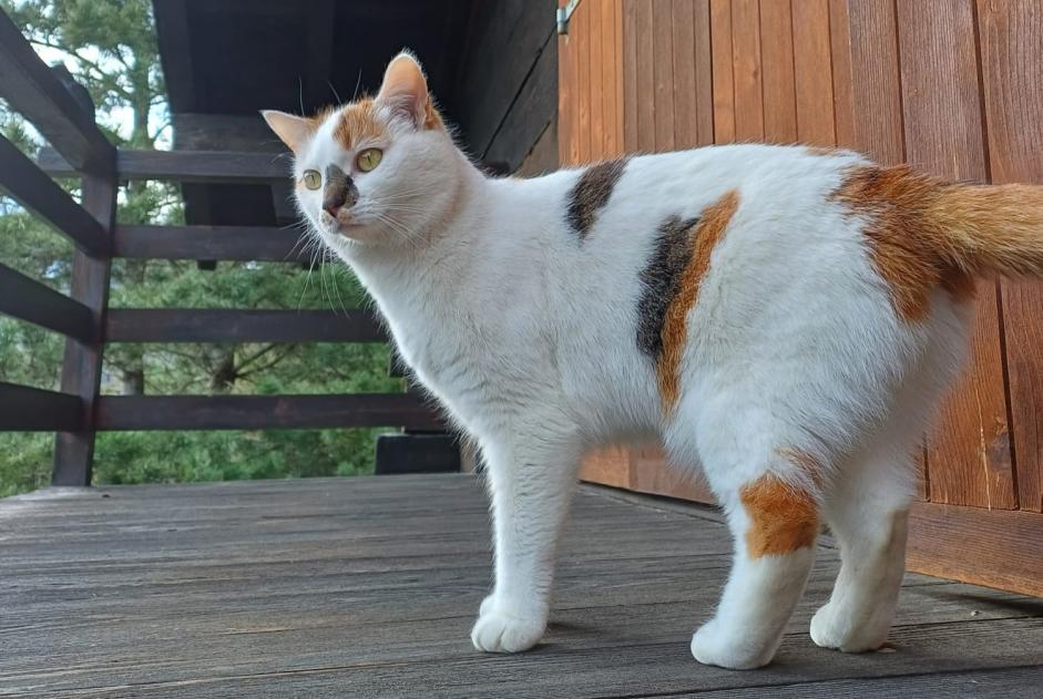 Avviso scomparsa Gatto  Femmina , 3 anni Monthey Svizzera