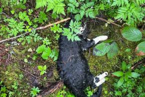 Avviso Ritrovamento Gatto  Non conosciuta La Chaux-du-Milieu Svizzera