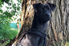 Avviso scomparsa Cane incrocio di razze Maschio , 8 anni Montejo Spagna
