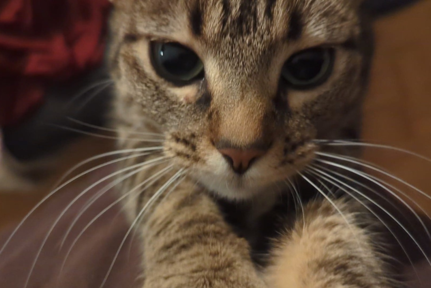 Avviso scomparsa Gatto Femmina , 2 anni Vernier Svizzera
