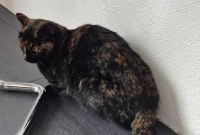 Avviso scomparsa Gatto Femmina , 2 anni Muntelier Svizzera