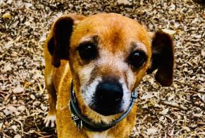 Avviso Ritrovamento Cane Maschio Tortosa Spagna