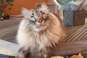 Avviso scomparsa Gatto incrocio di razze Maschio , 6 anni Bormes-les-Mimosas Francia