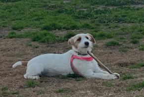 Avviso scomparsa Cane incrocio di razze Femmina , 1 anni Barcelona Spagna