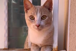 Avviso scomparsa Gatto  Maschio , 2 anni Murcia Spagna