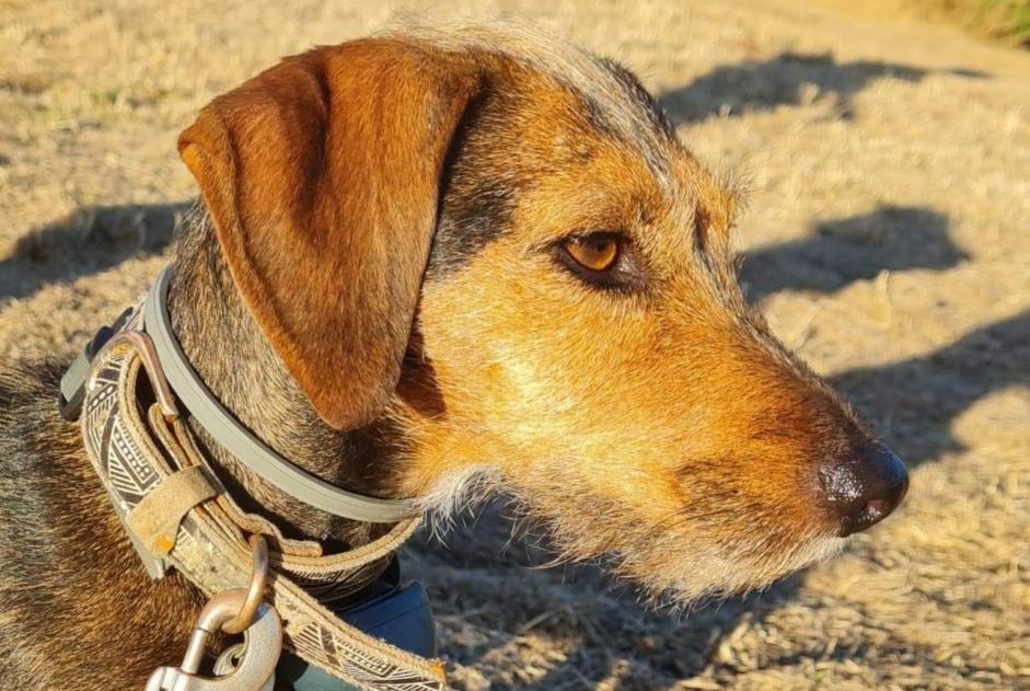 Verdwijningsalarm Hond rassenvermenging Vrouwtje , 7 jaar Stotzheim Frankrijk