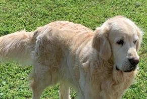 Verdwijningsalarm Hond  Mannetje , 7 jaar Mas de Barberans Spanje