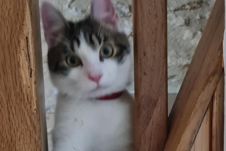 Verdwijningsalarm Kat rassenvermenging Mannetje , 1 jaar Breuil-Magné Frankrijk