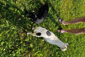 Ontdekkingsalarm Hond Onbekend Sainte-Colombe Frankrijk
