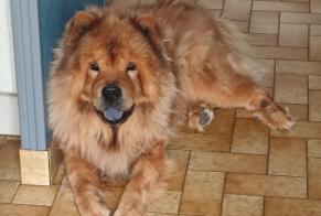 Verdwijningsalarm Hond  Mannetje , 12 jaar Tonquédec Frankrijk