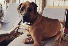 Verdwijningsalarm Hond  Mannetje , 6 jaar Gagnac-sur-Garonne Frankrijk