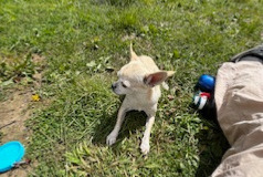 Verdwijningsalarm Hond  Mannetje , 5 jaar Créteil Frankrijk