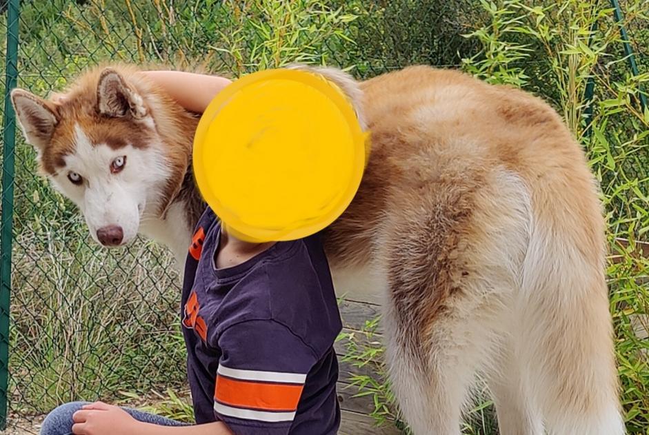 Verdwijningsalarm Hond  Mannetje , 1 jaar Saint-Cannat Frankrijk