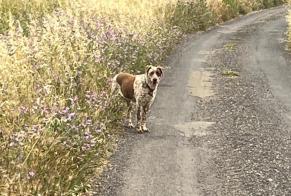Ontdekkingsalarm Hond rassenvermenging Onbekend Nizas Frankrijk