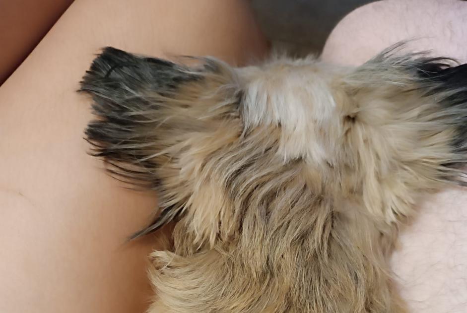 Verdwijningsalarm Hond rassenvermenging Vrouwtje , 7 jaar Chiclana de la Frontera Spanje