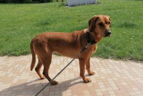 Ontdekkingsalarm Hond rassenvermenging Vrouwtje Altrippe Frankrijk