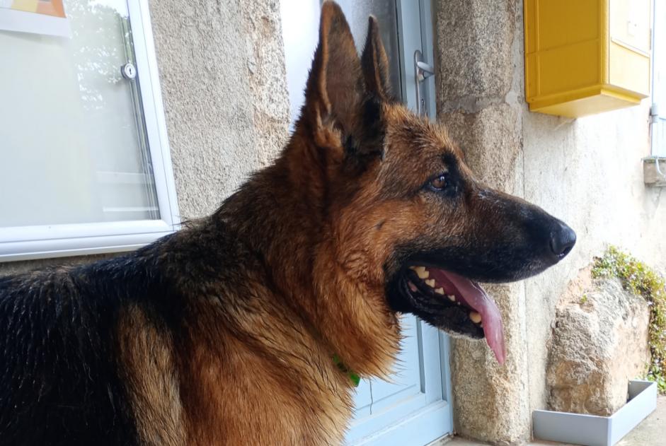 Ontdekkingsalarm Hond  Mannetje Olmet Frankrijk