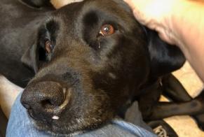 Verdwijningsalarm Hond  Mannetje , 8 jaar Omessa Frankrijk