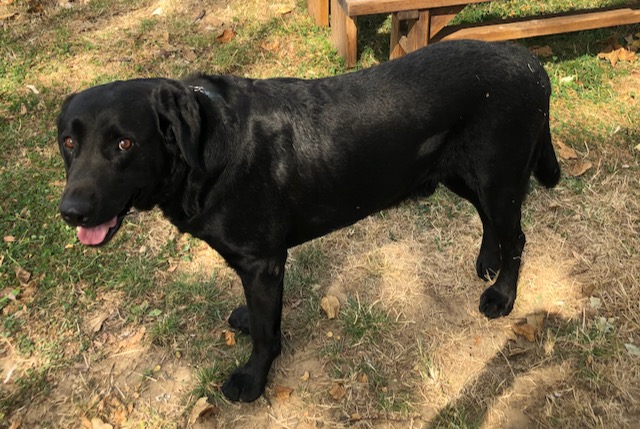 Verdwijningsalarm Hond  Mannetje , 8 jaar Omessa Frankrijk