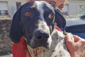 Ontdekkingsalarm Hond rassenvermenging Vrouwtje Eysines Frankrijk