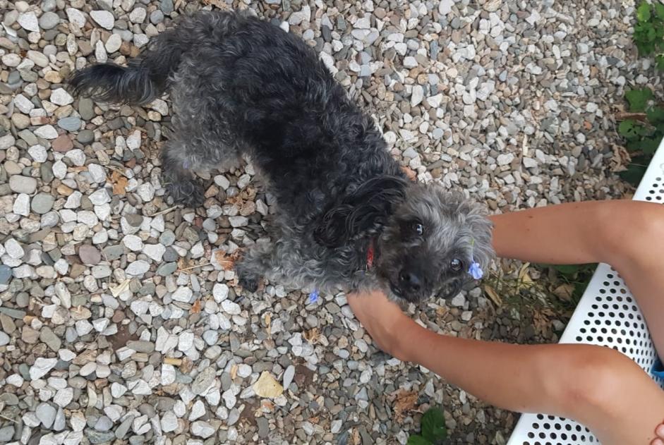 Verdwijningsalarm Hond rassenvermenging Mannetje , 14 jaar Sète Frankrijk