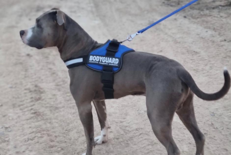 Verdwijningsalarm Hond  Mannetje , 7 jaar Salinas Spanje