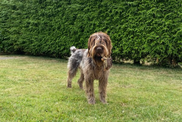 Verdwijningsalarm Hond  Mannetje , 2 jaar Saint-Paul-du-Vernay Frankrijk