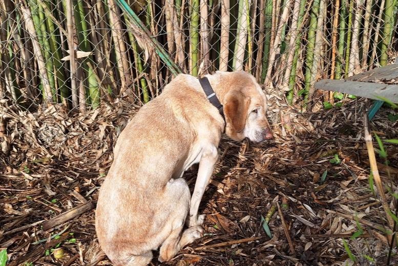 Ontdekkingsalarm Hond  Onbekend Galgon Frankrijk