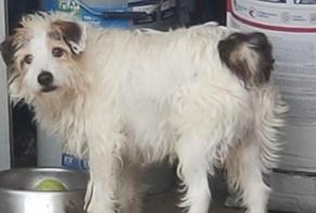 Verdwijningsalarm Hond  Mannetje , 11 jaar Lorca Spanje