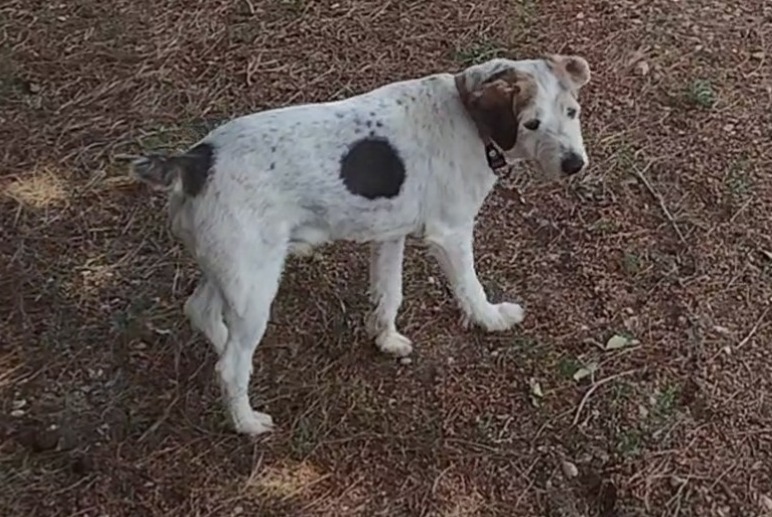 Verdwijningsalarm Hond  Mannetje , 11 jaar Lorca Spanje