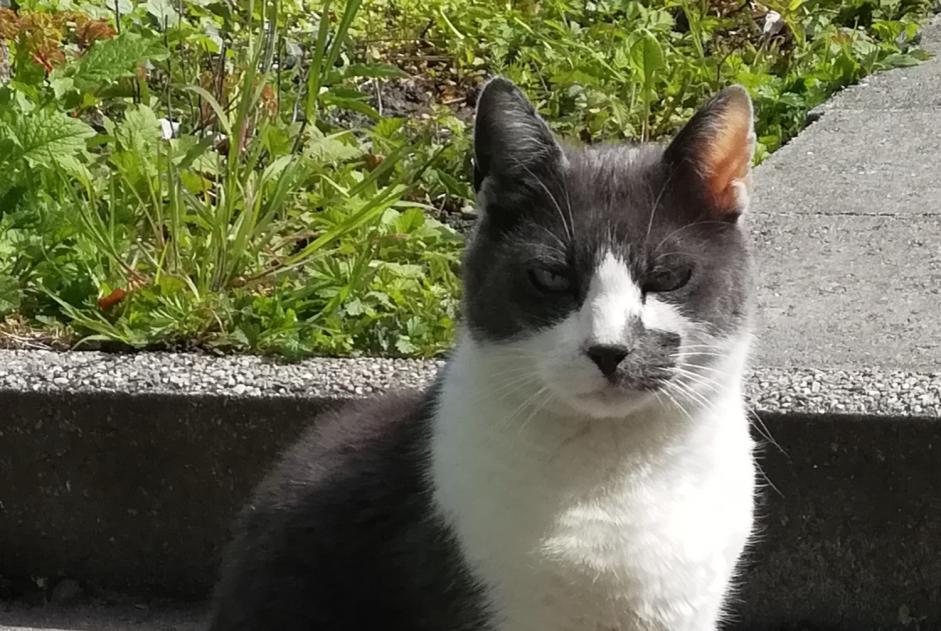 Alerta desaparecimento Gato  Macho , 9 anos Liège Belgium