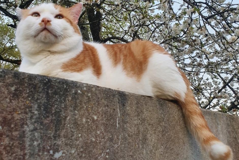 Alerta desaparecimento Gato Macho , 10 anos Guignen France