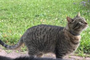 Alerta desaparecimento Gato cruzamento Macho , 10 anos Cottens Switzerland