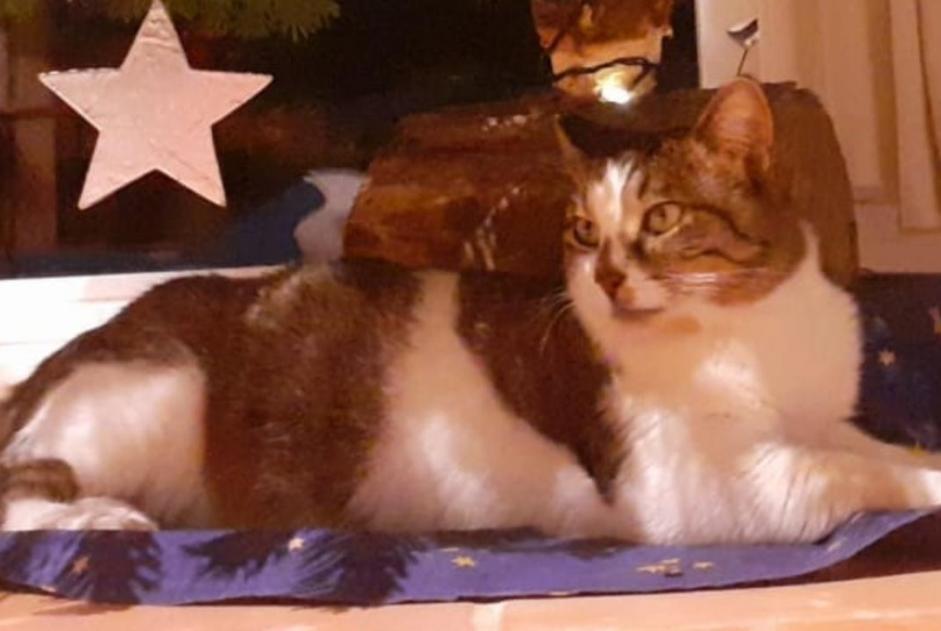 Alerta desaparecimento Gato  Macho , 4 anos Pontchâteau France