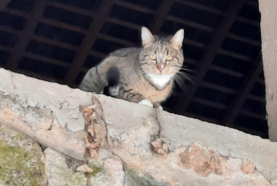 Alerta desaparecimento Gato cruzamento Fêmea , 5 anos Marigny-l'Église France