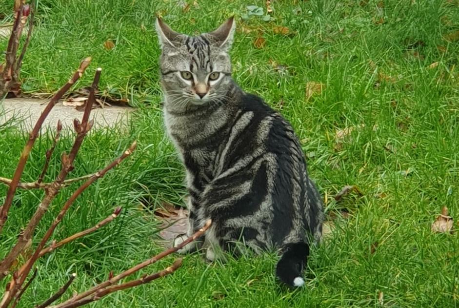 Alerta desaparecimento Gato  Macho , 1 anos Villeneuve Switzerland