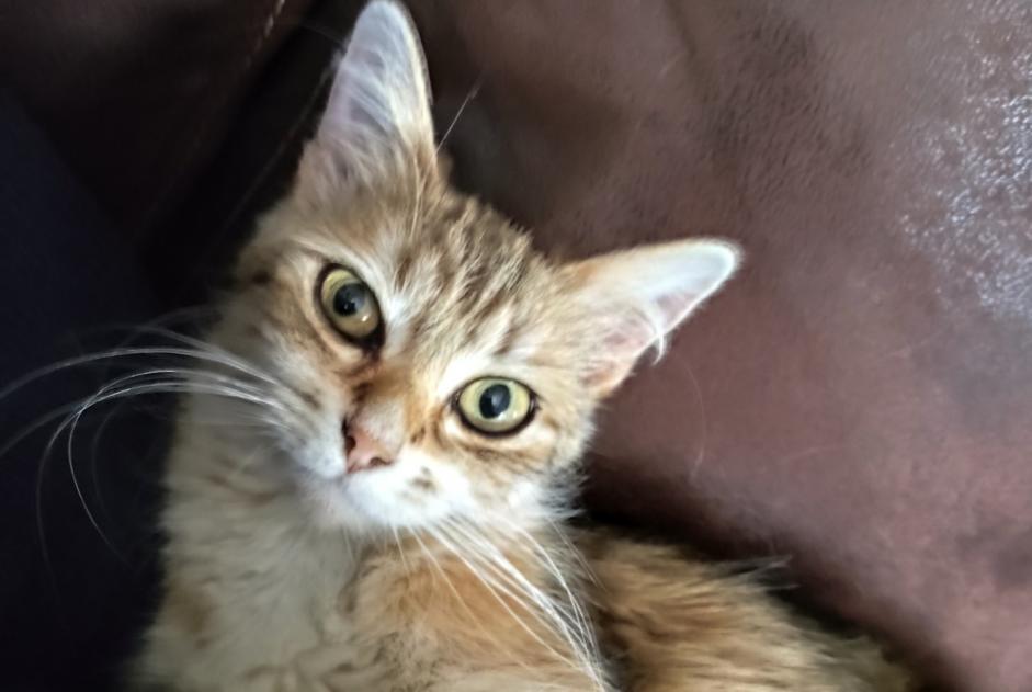 Alerta desaparecimento Gato Fêmea , 2 anos Aulnay France
