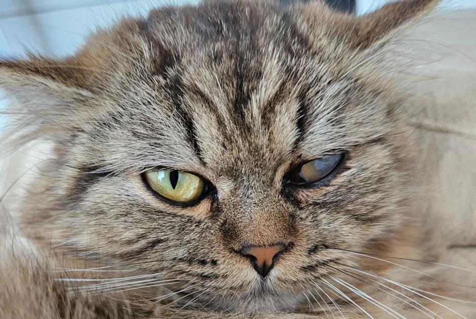 Alerta desaparecimento Gato cruzamento Macho , 1 anos Penthalaz Switzerland