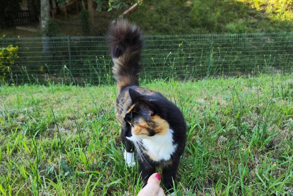 Alerta desaparecimento Gato Fêmea , 2 anos Simancas Spain