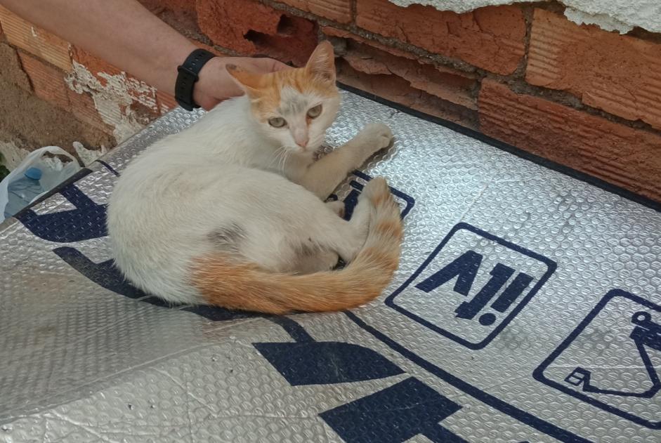 Alerta desaparecimento Gato Fêmea , 3 anos Murcia Spain