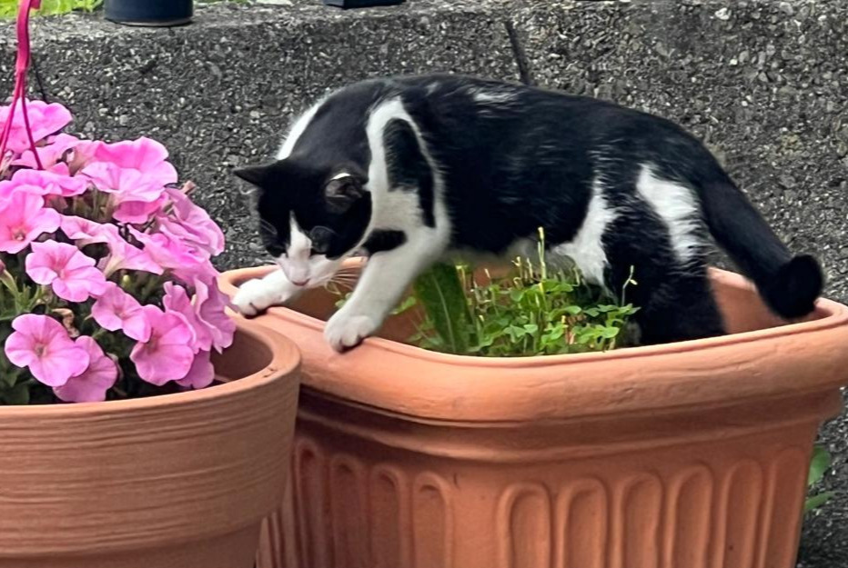 Alerta desaparecimento Gato  Fêmea , 1 anos Bex Switzerland